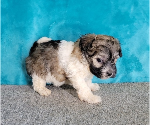 Medium Photo #8 Havanese Puppy For Sale in SHAWNEE, OK, USA