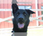 Small #2 German Shepherd Dog Mix