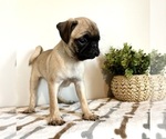 Small #3 Pug