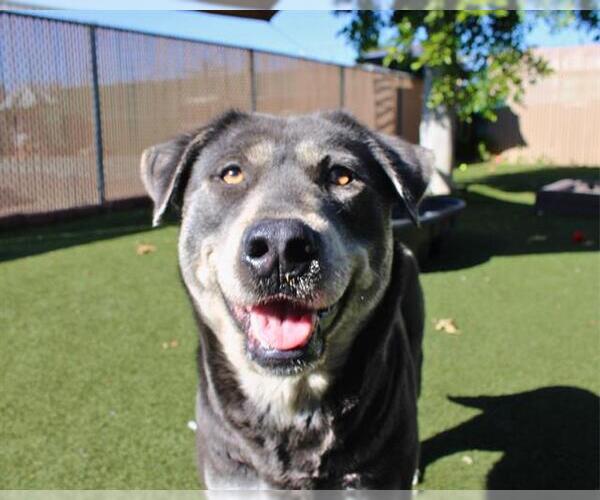 Medium Photo #1 Siberian Husky-Unknown Mix Puppy For Sale in Chula Vista, CA, USA