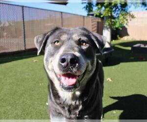 Siberian Husky-Unknown Mix Dogs for adoption in Chula Vista, CA, USA