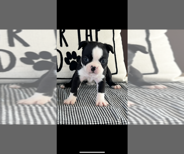 Medium Photo #1 Boston Terrier Puppy For Sale in NILES, MI, USA