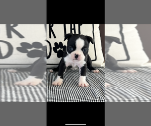 Boston Terrier Puppy for sale in NILES, MI, USA