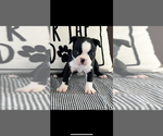 Image preview for Ad Listing. Nickname: AKC Blue