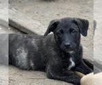 Small #1 Retriever  Mix