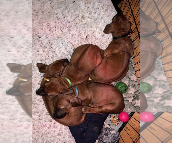 Medium Photo #11 Rhodesian Ridgeback Puppy For Sale in MURFREESBORO, TN, USA