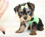 Small #5 Yorkshire Terrier