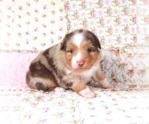 Miniature Australian Shepherd Puppy for sale in HARRISON, OH, USA