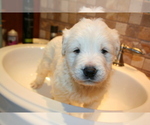 Small Photo #7 Goldendoodle Puppy For Sale in FAIRFIELD, CA, USA