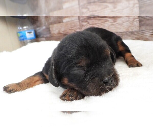 Medium Photo #5 Cavalier King Charles Spaniel Puppy For Sale in CARLISLE, KY, USA