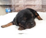 Small #4 Cavalier King Charles Spaniel