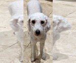 Small #3 Poodle (Miniature)
