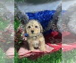 Small #11 YorkiePoo