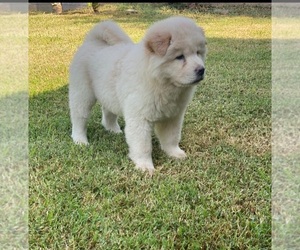 Chow Chow Puppy for sale in NORTH HILLS, CA, USA