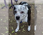 Small #2 American Pit Bull Terrier Mix