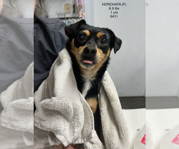 Medium Photo #1 Chihuahua-Unknown Mix Puppy For Sale in Studio City, CA, USA