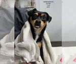 Small Chihuahua Mix