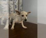 Small #12 Chihuahua
