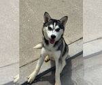 Small Photo #5 Alaskan Malamute-Huskies  Mix Puppy For Sale in Newport Beach, CA, USA