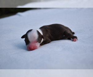 Miniature Australian Shepherd Puppy for sale in PALM COAST, FL, USA