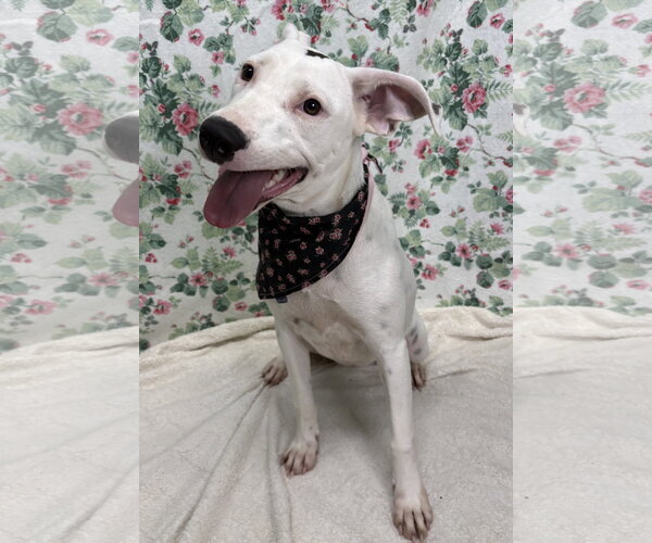 Medium Photo #1 American Pit Bull Terrier-Unknown Mix Puppy For Sale in Wetumpka, AL, USA