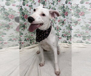 American Pit Bull Terrier-Unknown Mix Dogs for adoption in Wetumpka, AL, USA