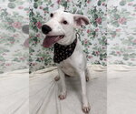 Small American Pit Bull Terrier Mix