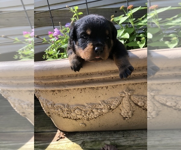 Medium Photo #1 Rottweiler Puppy For Sale in WESLEY, AR, USA