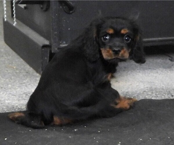 Medium Photo #4 Cavalier King Charles Spaniel Puppy For Sale in CARLISLE, KY, USA