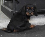 Small #3 Cavalier King Charles Spaniel
