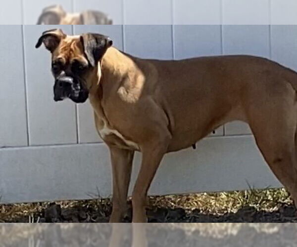 Medium Photo #2 Boxer Puppy For Sale in Tustin, CA, USA