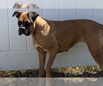 Small #1 Boxer