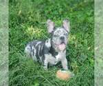 Small Photo #2 French Bulldog Puppy For Sale in EMPIRE STATE, NY, USA