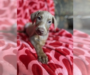 Medium Doberman Pinscher