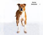 Small #1 Labrador Retriever Mix