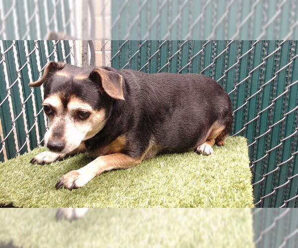 Medium Photo #1 Chihuahua-Unknown Mix Puppy For Sale in Downey, CA, USA