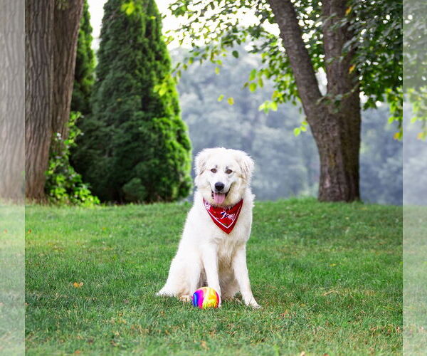 Medium Photo #2 Great Pyrenees-Unknown Mix Puppy For Sale in Unionville, PA, USA