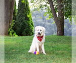 Small #1 Great Pyrenees Mix