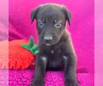 Small #4 Labrador Retriever Mix