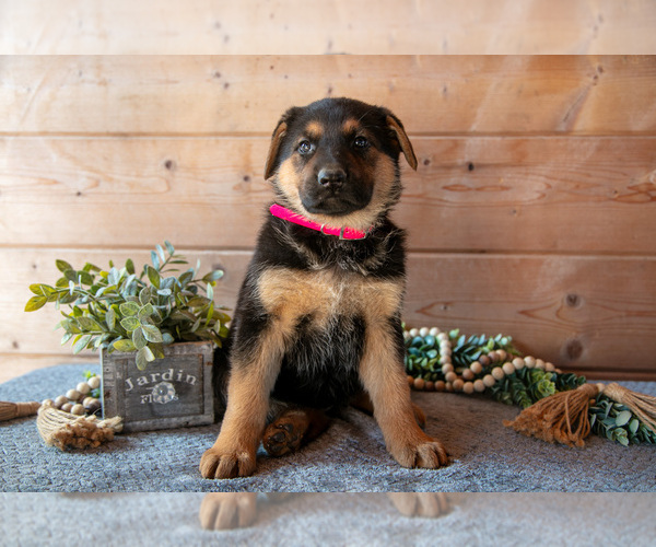 Medium Photo #2 German Shepherd Dog Puppy For Sale in GORDONVILLE, PA, USA