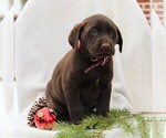 Small Photo #4 Labrador Retriever Puppy For Sale in NEW HOLLAND, PA, USA