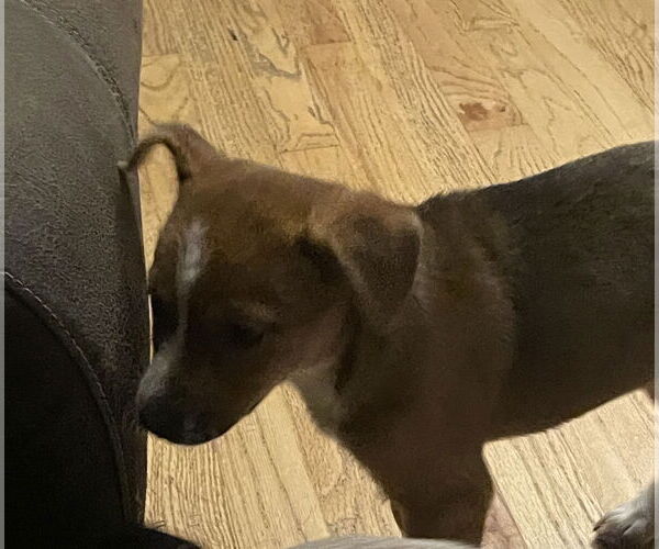 Medium Photo #3 Beagle-Red Heeler Mix Puppy For Sale in Fenton, MO, USA