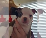 Small Photo #4 Boston Terrier Puppy For Sale in MURRAY, UT, USA