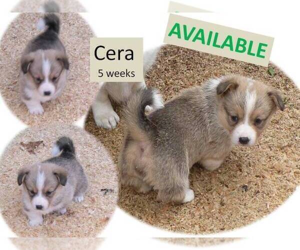 Medium Photo #4 Pembroke Welsh Corgi Puppy For Sale in GOLDENDALE, WA, USA