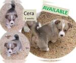 Small #3 Pembroke Welsh Corgi