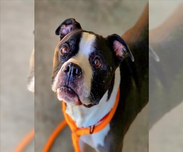 Medium Photo #1 American Pit Bull Terrier-Unknown Mix Puppy For Sale in Derwood, MD, USA