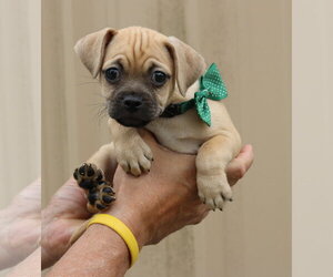 Pug-Unknown Mix Dogs for adoption in Bandera, TX, USA