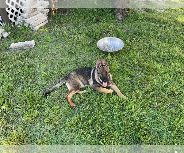 Medium Photo #6 German Shepherd Dog Puppy For Sale in PLANT CITY, FL, USA