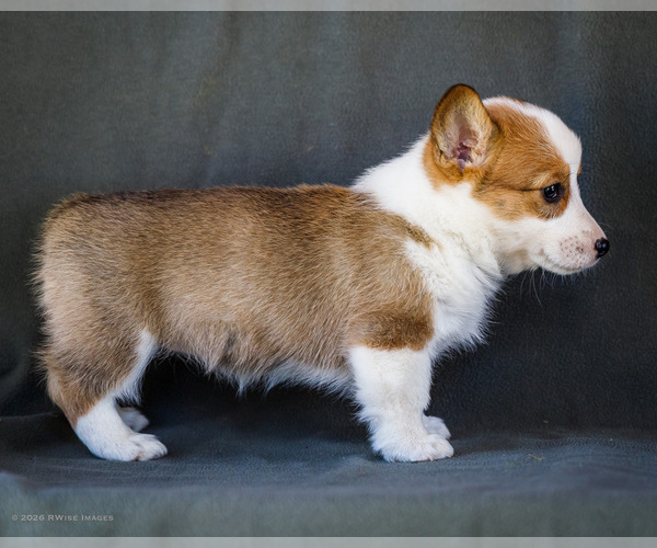 Medium Photo #18 Pembroke Welsh Corgi Puppy For Sale in WAKARUSA, IN, USA