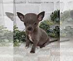 Small #18 Chihuahua